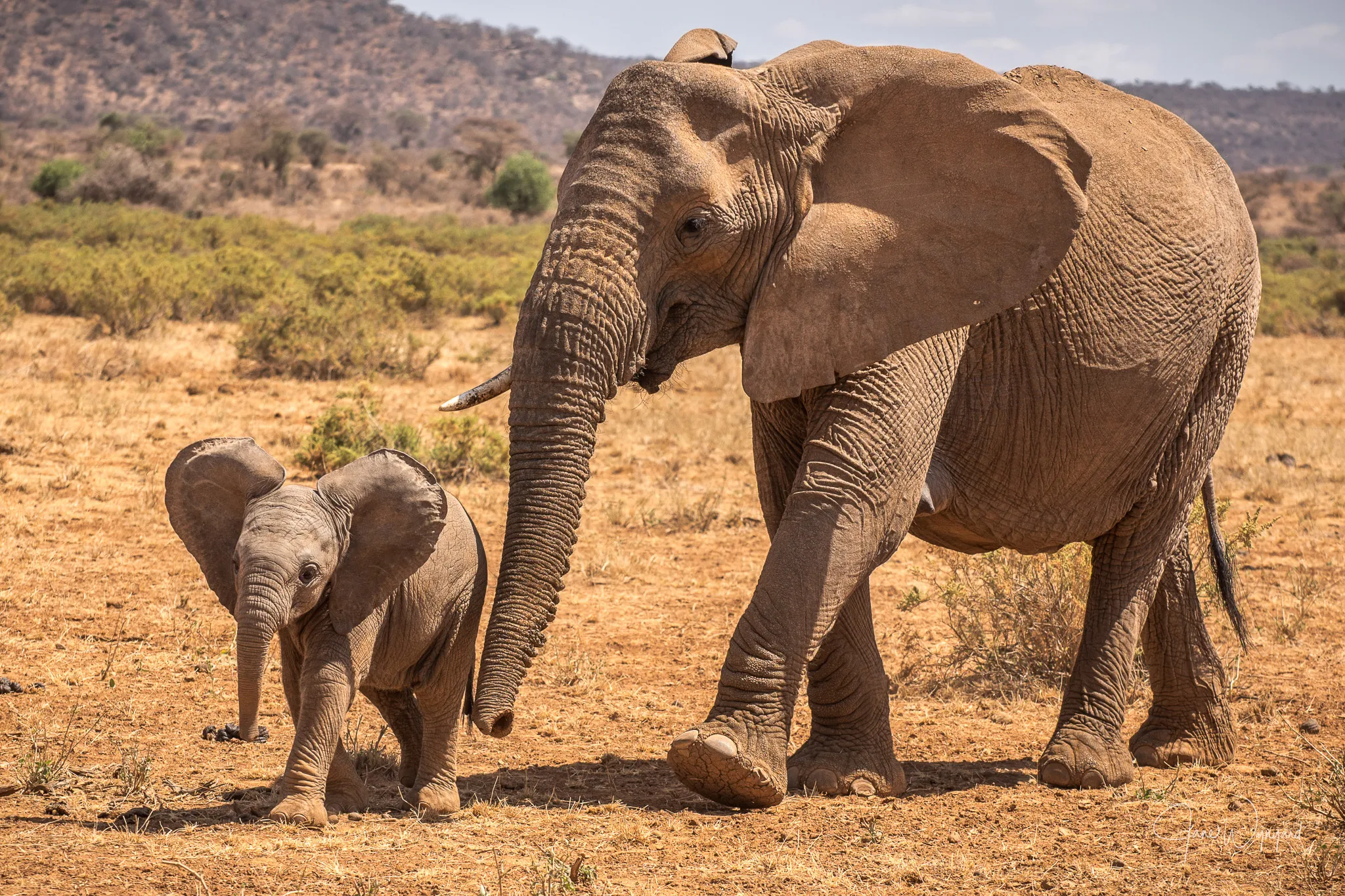 Elephants in Samburu, Kenya, protected by Save the Elephants through research and community engagement